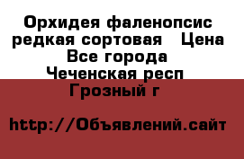 Орхидея фаленопсис редкая сортовая › Цена ­ 800 - Все города  »    . Чеченская респ.,Грозный г.